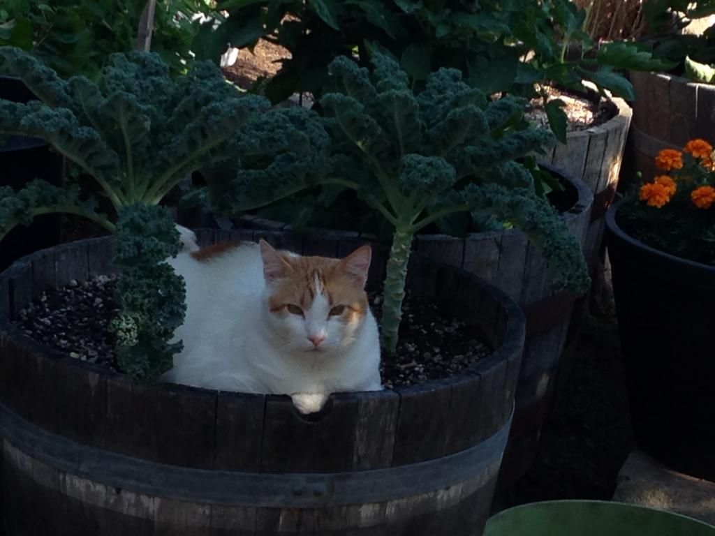  photo Picture001_zps36bce220.jpg